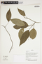 Herbarium Sheet V0387290F