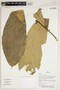 Herbarium Sheet V0387303F