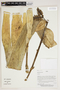 Herbarium Sheet V0387185F