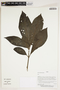 Herbarium Sheet V0387314F