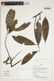 Herbarium Sheet V0387142F