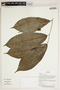 Herbarium Sheet V0387405F