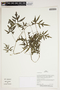 Herbarium Sheet V0387211F