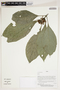 Herbarium Sheet V0387116F