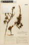 Cupressus macnabiana image