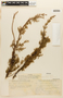 Cupressus pygmaea image