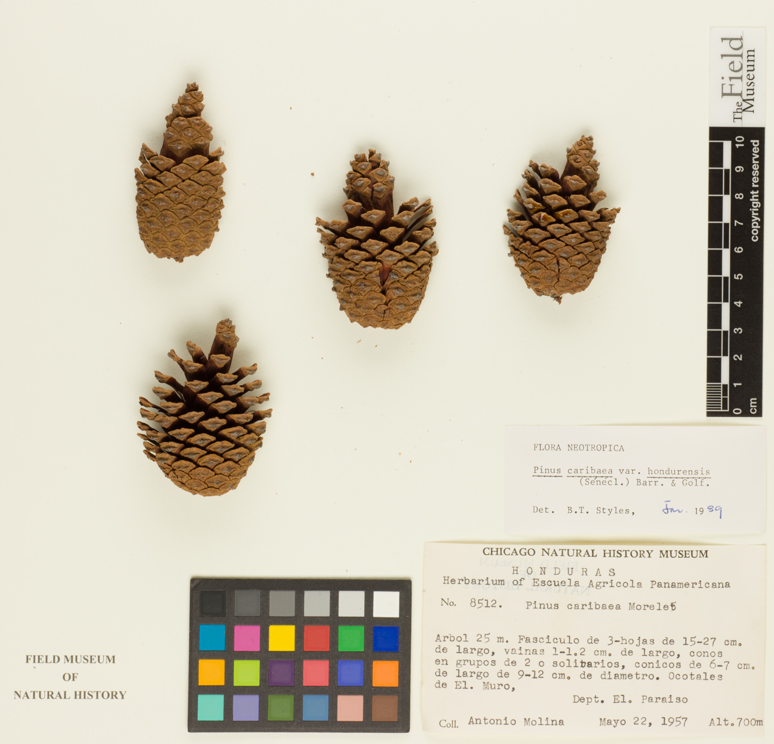 Pinus caribaea var. hondurensis image