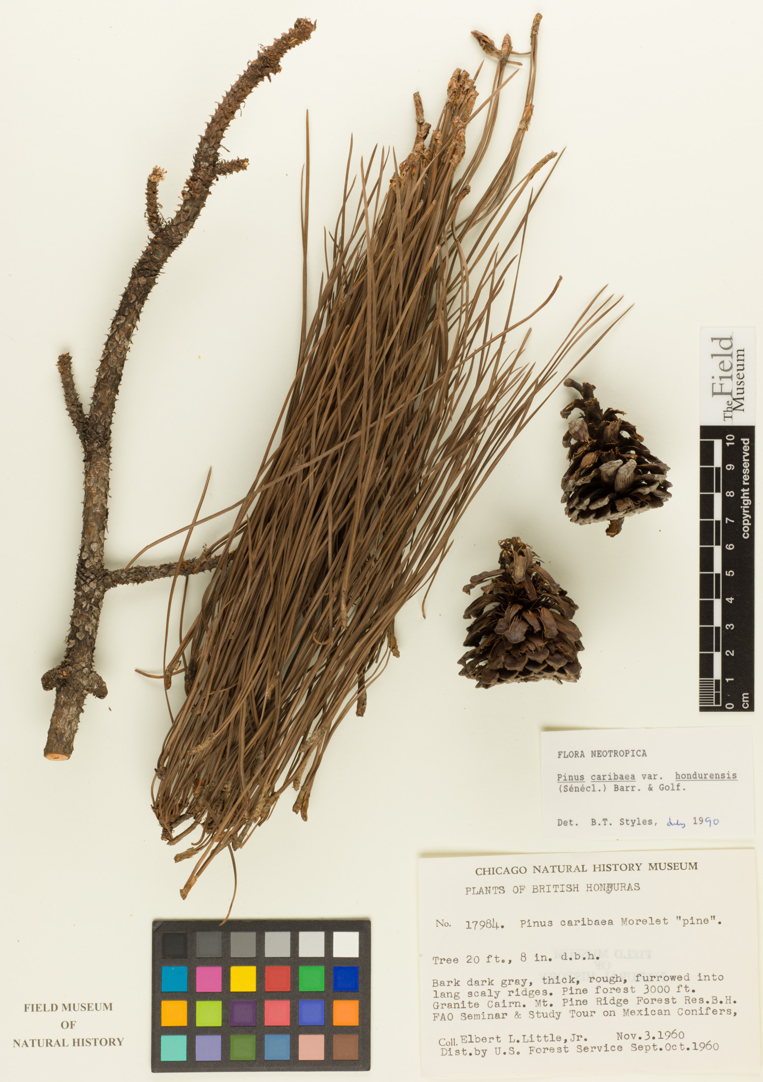 Pinus caribaea var. hondurensis image