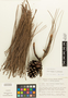 Pinus caribaea image