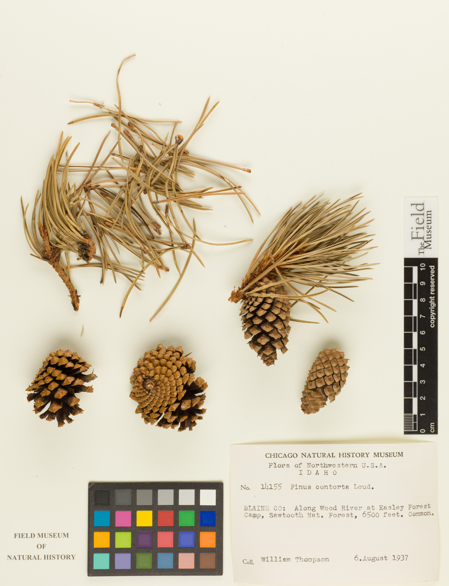 Pinus contorta image