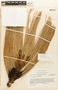 Pinus devoniana image