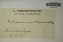 U.S.A. (Texas), E. Hall s.n. (Accession number: 1089218)