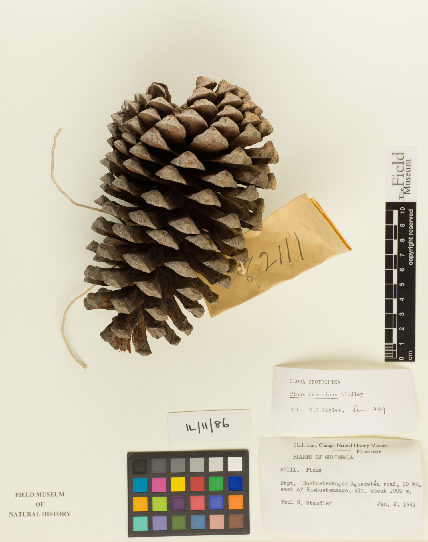 Pinus devoniana image