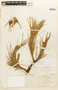 Pinus greggii image