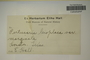 U.S.A. (Texas), E. Hall s.n. (Accession number: 1089560)