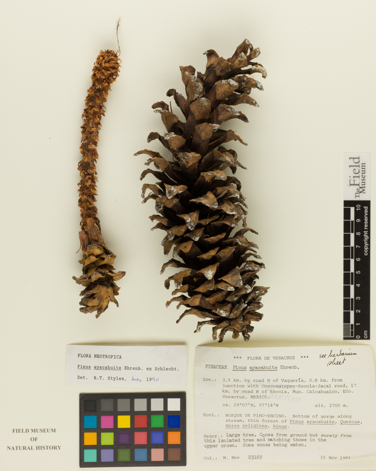 Pinus ayacahuite image