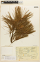 Pinus ayacahuite image