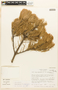 Pinus cembroides image