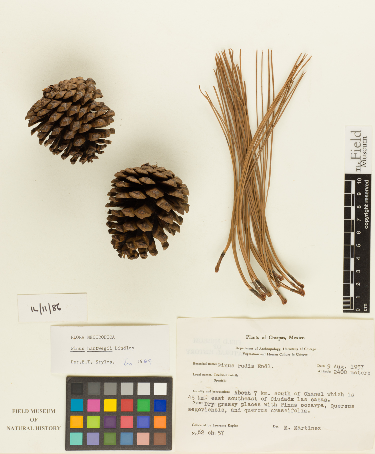Pinus hartwegii image
