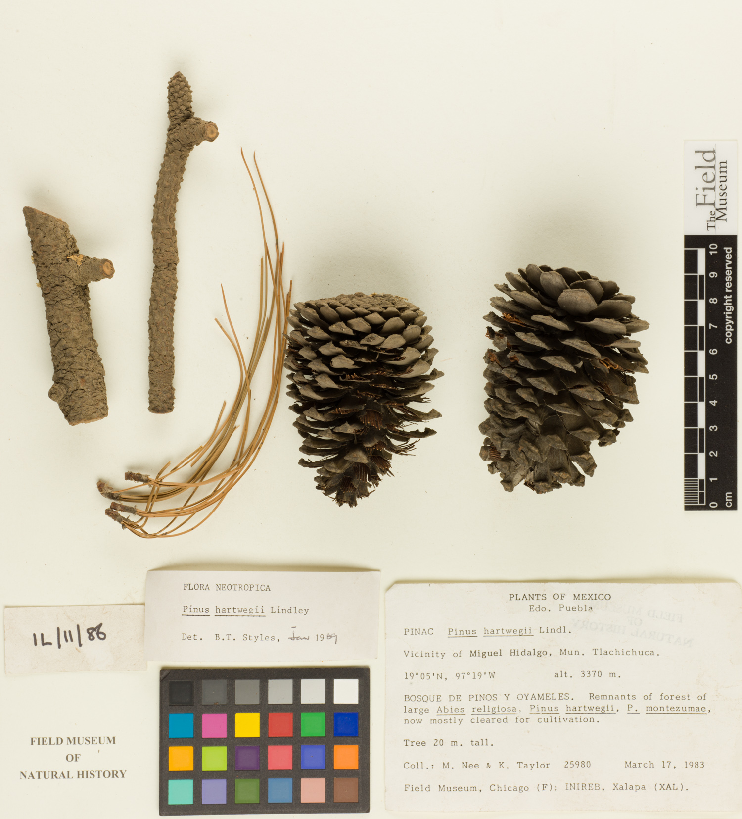 Pinus hartwegii image