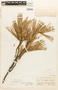 Pinus leiophylla image