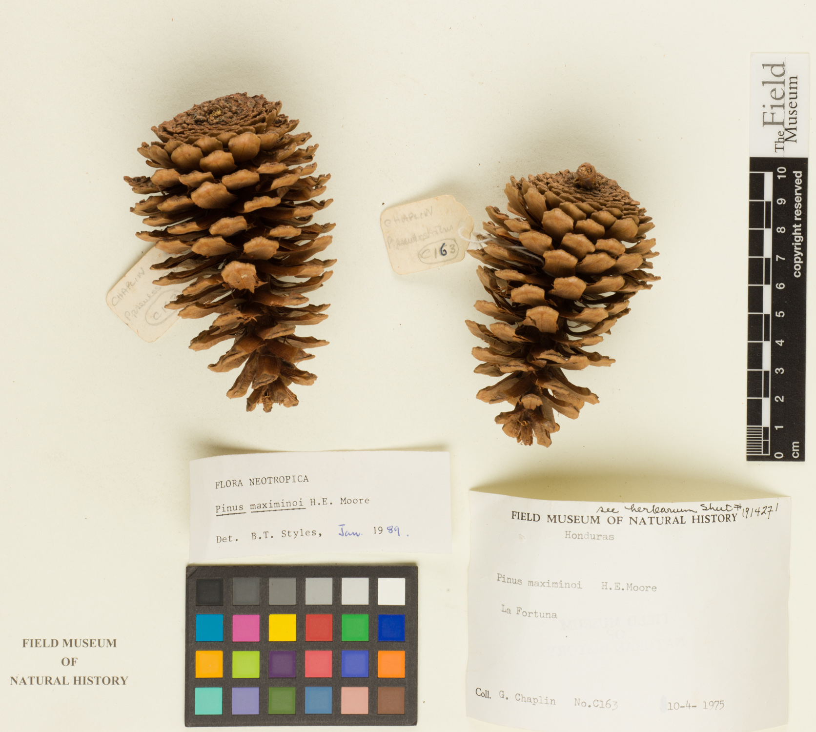 Pinus maximinoi image
