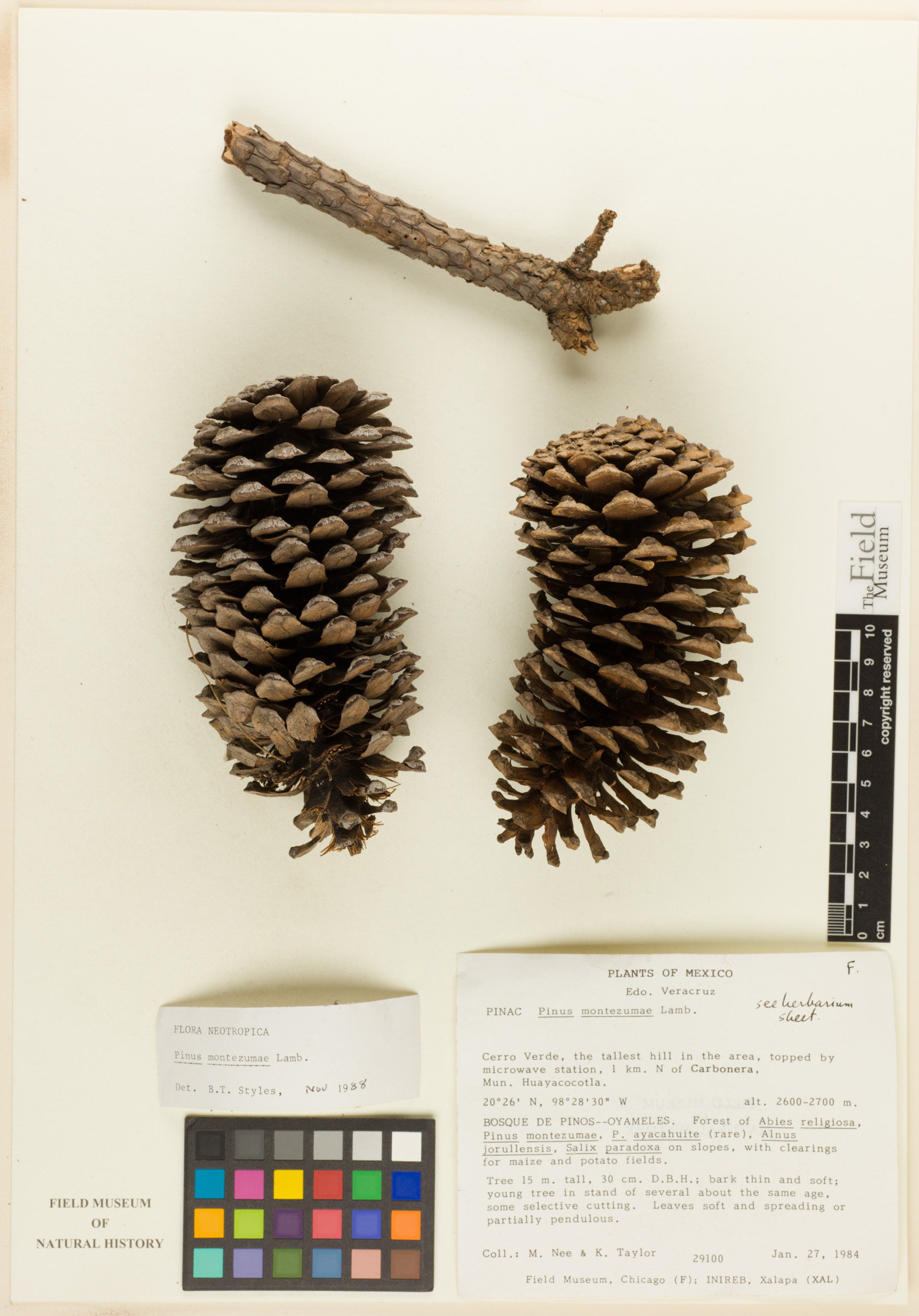 Pinus montezumae image