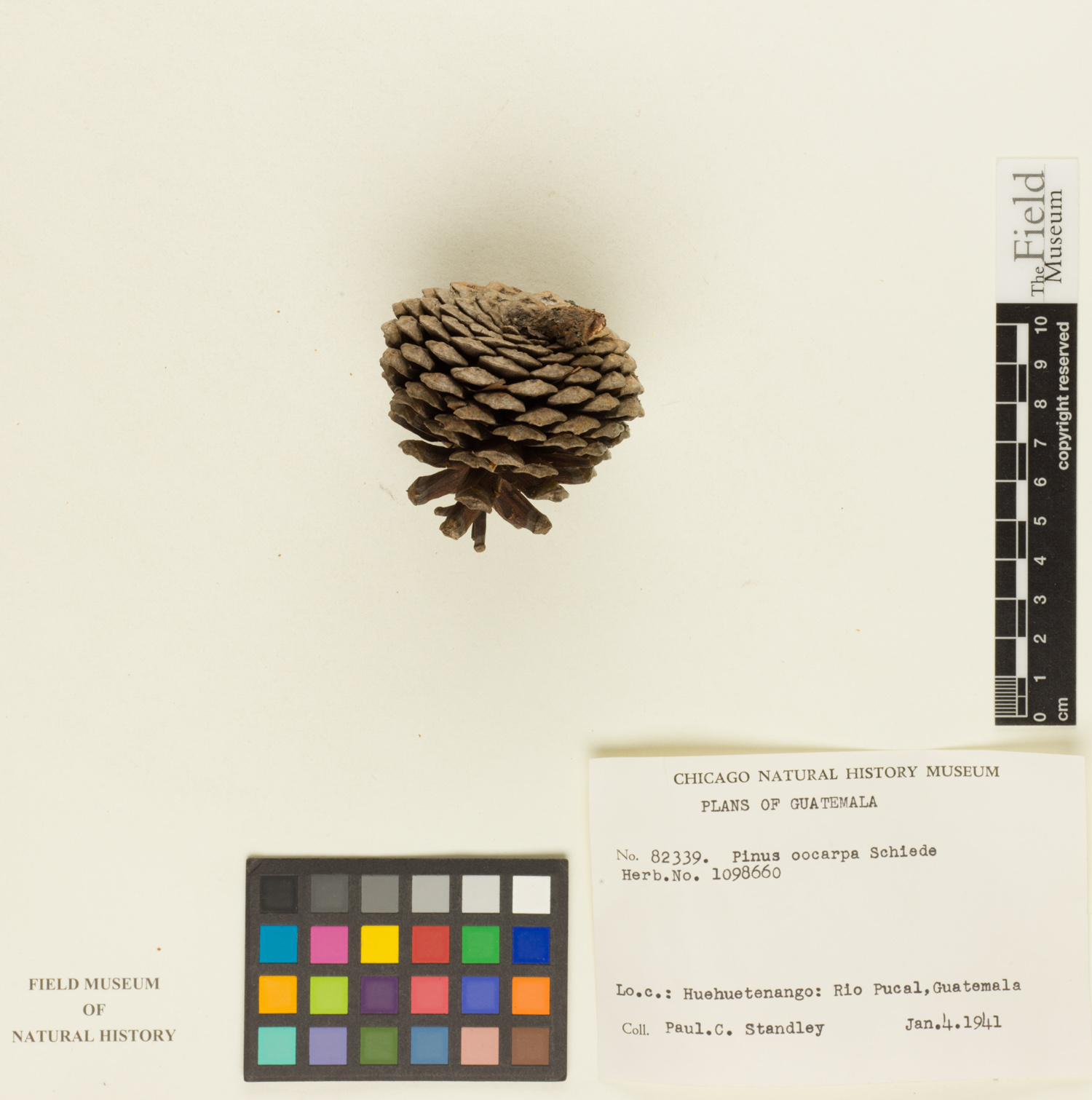 Pinus oocarpa image