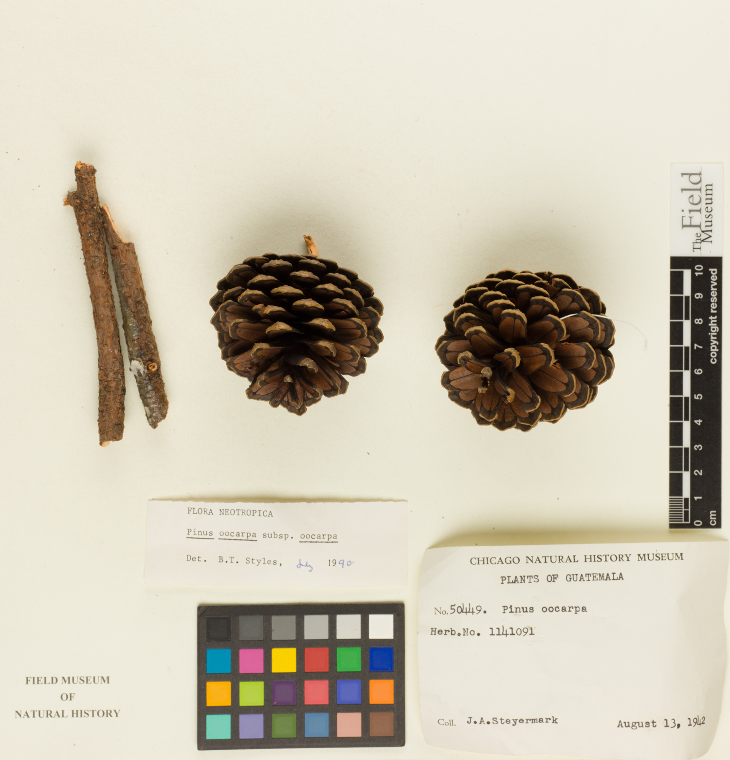 Pinus oocarpa var. oocarpa image