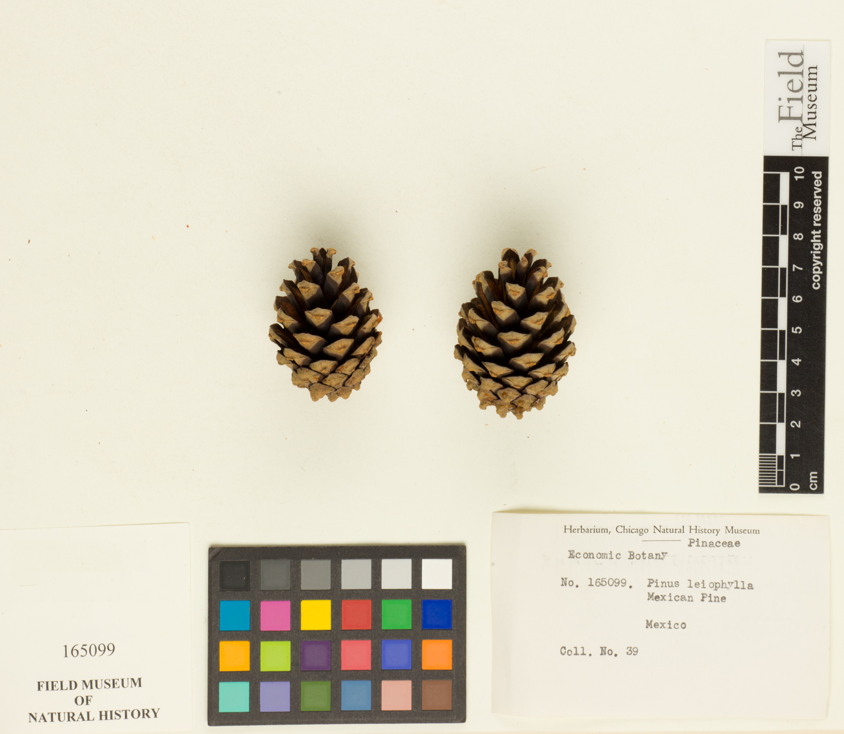 Pinus leiophylla var. leiophylla image