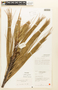 Pinus pseudostrobus var. pseudostrobus image