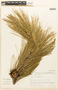 Pinus resinosa image