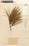 Pinus radiata var. binata image