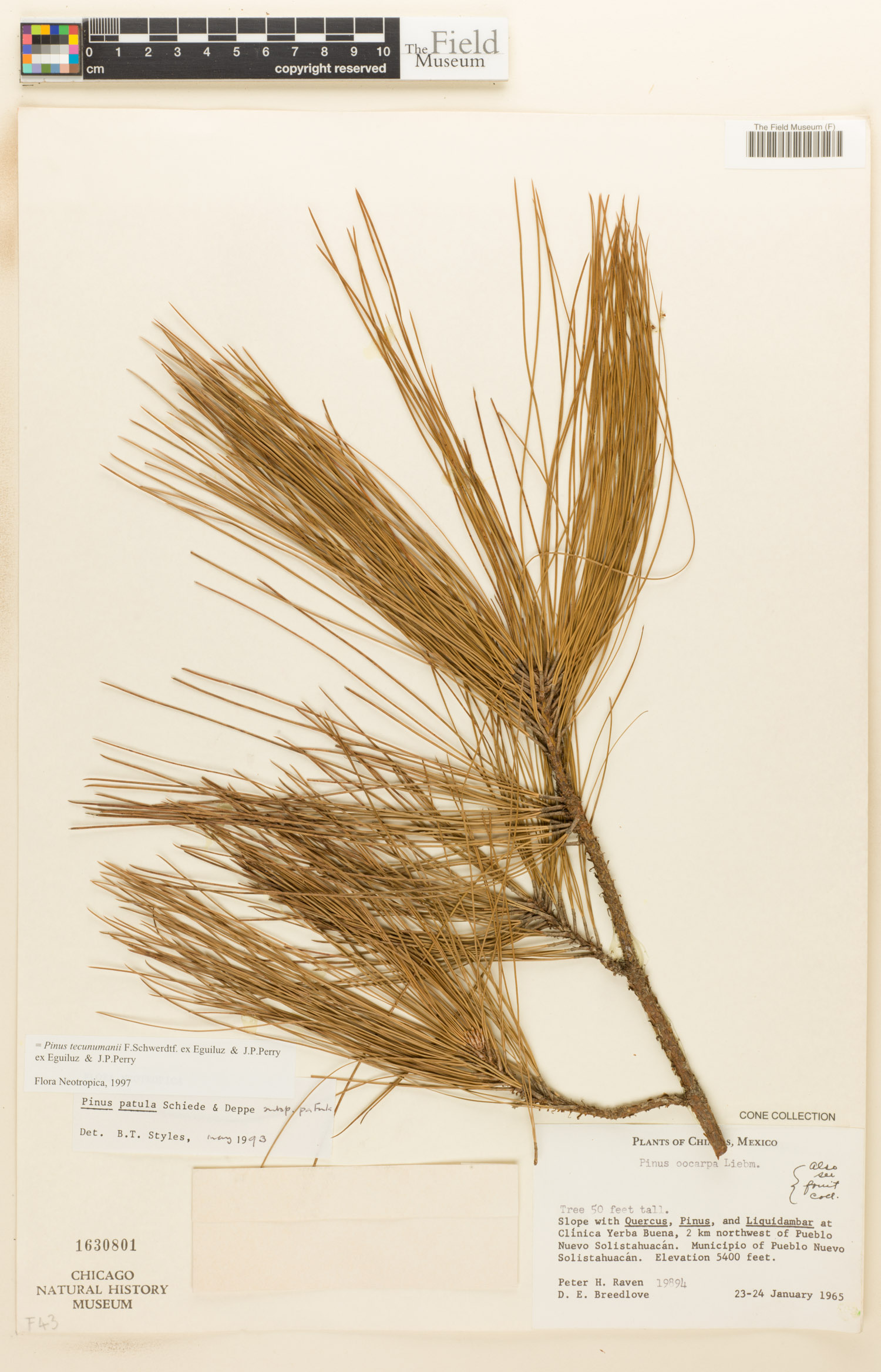 Pinus tecunumanii image