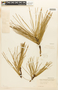 Pinus serotina Michx., U.S.A., A. V. Smith s.n., F