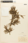Pinus virginiana Mill., U.S.A., H. A. Allard 8097, F