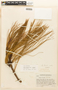 Pinus oocarpa var. oocarpa image
