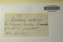Canada (Quebec), Bro. Marie-Anselme s.n. (Accession number: 1233208)