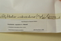 U.S.A. (California), H. E. Hasse s.n. (Accession number: 30457)