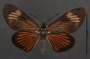 Riechia acraeoides B dorsal habitus