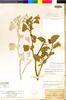 Styrax californica var. fulvescens Eastw., U.S.A., T. S. Brandegee s.n., Isolectotype, F