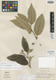 Styrax nicaraguensis P. W. Fritsch, NICARAGUA, G. L. Webster 12496, Isotype, F