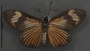 Riechia acraeoides C ventral habitus