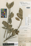 Styrax roraimae Perkins, BRITISH GUIANA [Guyana], M. R.  Schomburgk 589, Isosyntype, F