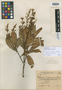 Meliosma irazuensis Standl. ex Cufod., COSTA RICA, G. Cufodontis 451, Holotype, F