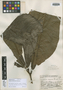 Meliosma maxima Standl. & Steyerm., GUATEMALA, J. A. Steyermark 38170, Holotype, F