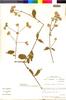 Flora of the Lomas Formations: Alternanthera porrigens (Jacq.) Kunze, Chile, M. O. Dillon 5754, F