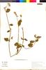 Flora of the Lomas Formations: Alternanthera porrigens (Jacq.) Kunze, Chile, S. Teiller 2940, F