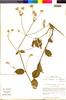Flora of the Lomas Formations: Alternanthera porrigens (Jacq.) Kunze, Chile, M. O. Dillon 5146, F