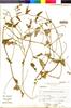 Flora of the Lomas Formations: Sarcostemma solanoides (Kunth) Decne., Peru, A. Sagástegui A. 12930, F